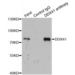 Probable ATP-Dependent RNA Helicase DDX41 (DDX41) Antibody