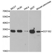 Western blot analysis of extracts of various cell lines, using EEF1B2 antibody (abx005048) at 1/1000 dilution.