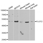 Western blot analysis of extracts of various cell lines, using FLOT2 antibody (abx005055) at 1/1000 dilution.