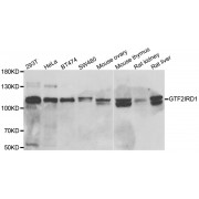 Western blot analysis of extracts of various cell lines, using GTF2IRD1 antibody (abx005071) at 1/1000 dilution.