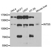 Western blot analysis of extracts of various cell lines, using INTS5 antibody (abx005085) at 1/1000 dilution.