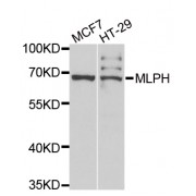 Western blot analysis of extracts of various cell lines, using MLPH antibody (abx005102) at 1/1000 dilution.