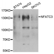 Western blot analysis of extracts of various cell lines, using NFATC3 antibody (abx005112) at 1/1000 dilution.