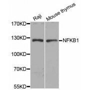 Western blot analysis of extracts of various cell lines, using NFKB1 antibody (abx005113) at 1/1000 dilution.
