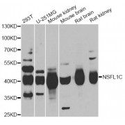Western blot analysis of extracts of various cell lines, using NSFL1C antibody (abx005119) at 1/1000 dilution.