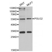Western blot analysis of extracts of various cell lines, using POLG2 antibody (abx005134) at 1/1000 dilution.