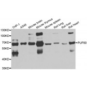 Western blot analysis of extracts of various cell lines, using PUF60 antibody (abx005146) at 1/1000 dilution.