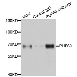 Poly(U) Binding Splicing Factor 60 (PUF60) Antibody