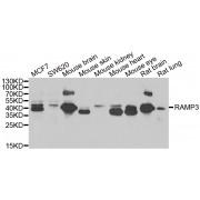 Western blot analysis of extracts of various cell lines, using RAMP3 antibody (abx005152) at 1/1000 dilution.