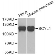 Western blot analysis of extracts of various cell lines, using SCYL1 Antibody (abx005166) at 1/1000 dilution.