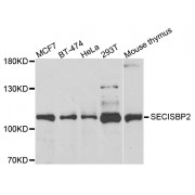 Western blot analysis of extracts of various cell lines, using SECISBP2 antibody (abx005167) at 1/1000 dilution.