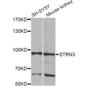 Western blot analysis of extracts of various cell lines, using STRN3 Antibody (abx005180) at 1/1000 dilution.