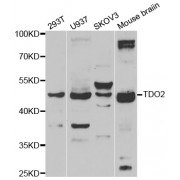 Western blot analysis of extracts of various cell lines, using TDO2 antibody (abx005190) at 1/1000 dilution.