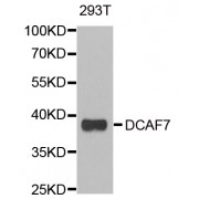 Western blot analysis of extracts of 293T cells, using DCAF7 antibody (abx005207) at 1/1000 dilution.