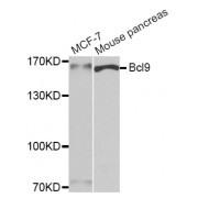 Western blot analysis of extracts of various cell lines, using Bcl9 antibody (abx005211) at 1:400 dilution.