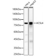 Western blot analysis of extracts of various cell lines, using ACSL4 antibody (1/700 dilution).