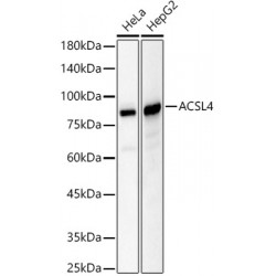 Acyl-CoA Synthetase Long Chain Family Member 4 (ACSL4) Antibody