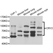 Western blot analysis of extracts of various cell lines, using CRY2 antibody (abx005245) at 1/1000 dilution.