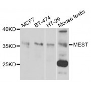 Western blot analysis of extracts of various cell lines, using MEST antibody (abx005263) at 1/1000 dilution.
