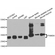 Western blot analysis of extracts of various cell lines, using PSMD8 antibody (abx005277) at 1/1000 dilution.