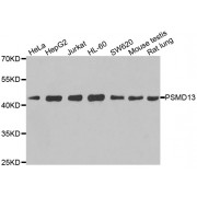 Western blot analysis of extracts of various cell lines, using PSMD13 antibody (abx005278) at 1/1000 dilution.