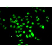 Immunofluorescence analysis of U2OS cells using RFX5 antibody (abx005287).