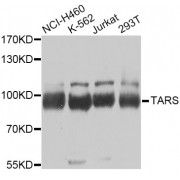 Western blot analysis of extracts of various cell lines, using TARS Antibody (abx005301) at 1/1000 dilution.