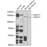 Western blot analysis of extracts of various cell lines, using ZNF217 Antibody (abx005305) at 1/1000 dilution.