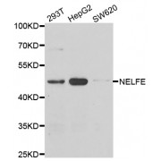 Western blot analysis of extracts of various cell lines, using NELFE antibody (abx005307) at 1/1000 dilution.