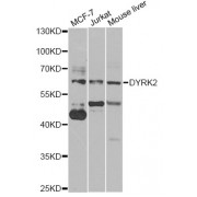 Western blot analysis of extracts of various cell lines, using DYRK2 antibody (abx005313) at 1/1000 dilution.