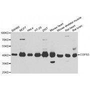 Western blot analysis of extracts of various cell lines, using COPS3 antibody (abx005316) at 1/1000 dilution.