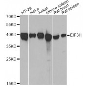 Western blot analysis of extracts of various cell lines, using EIF3H antibody (abx005319) at 1/1000 dilution.