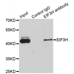 Eukaryotic Translation Initiation Factor 3 Subunit H (EIF3H) Antibody