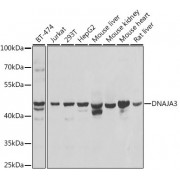 Western blot analysis of extracts of various cell lines, using DNAJA3 antibody (abx005321) at 1/1000 dilution.