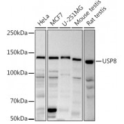 Western blot analysis of extracts of various cell lines, using USP8 antibody (1/1000 dilution).