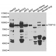 Western blot analysis of extracts of various cell lines, using TRIP10 antibody (abx005328) at 1/500 dilution.