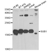 Western blot analysis of extracts of various cell lines, using SUB1 antibody (abx005348) at 1/1000 dilution.