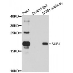 Activated RNA Polymerase II Transcriptional Coactivator p15 (SUB1) Antibody