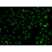 Immunofluorescence analysis of A549 cells using NSL1 antibody (abx005359).
