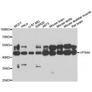 Western blot analysis of extracts of various cell lines, using VPS4A antibody (abx005363) at 1/1000 dilution.