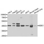 Western blot analysis of extracts of various cell lines, using NDE1 antibody (abx005373) at 1/1000 dilution.