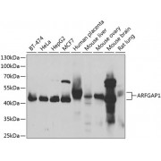 Western blot analysis of extracts of various cell lines, using ARFGAP1 antibody (abx005376) at 1/1000 dilution.