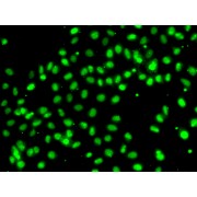 Immunofluorescence analysis of A549 cells using MEPCE antibody (abx005378).