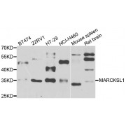 Western blot analysis of extracts of various cell lines, using MARCKSL1 antibody (abx005386) at 1/1000 dilution.