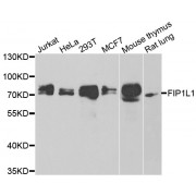 Western blot analysis of extracts of various cell lines, using FIP1L1 antibody (abx005389) at 1/1000 dilution.