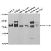Western blot analysis of extracts of various cell lines, using UBASH3B antibody (abx005392) at 1/1000 dilution.