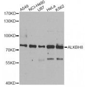 Western blot analysis of extracts of various cell lines, using ALKBH8 antibody (abx005393) at 1/1000 dilution.