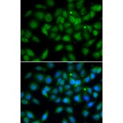 Immunofluorescence analysis of A549 cells using LELP1 antibody (abx005395). Blue: DAPI for nuclear staining.