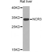 Western blot analysis of extracts of rat liver, using NCR3 Antibody (abx005398) at 1/1000 dilution.