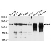 Western blot analysis of extracts of various cell lines, using MAG antibody (abx005421) at 1/1000 dilution.